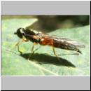 Sargus bipunctatus - Dungwaffenfliege 03.jpg